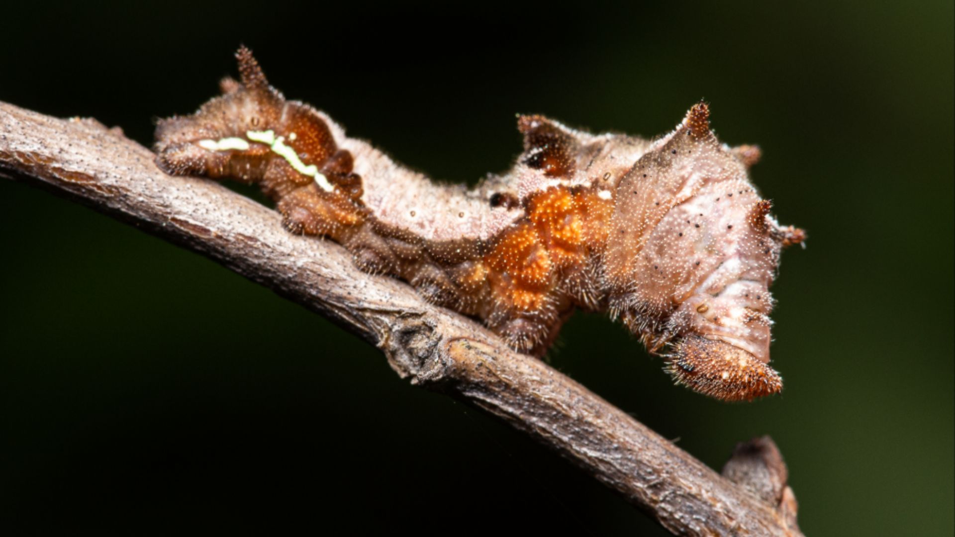 A nagy fehérsávoslepke hernyója.jpg